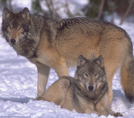 pics of wolves mating