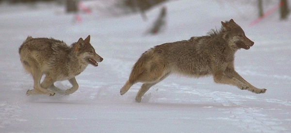 Wolf-Running.jpg